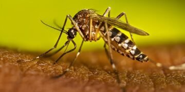¿Y si la vacuna fuera la clave? Esto debes saber ante el repunte del dengue