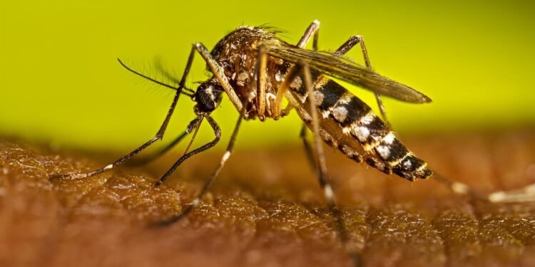 ¿Y si la vacuna fuera la clave? Esto debes saber ante el repunte del dengue