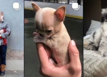 Alertan por venta de perritos en redes; denuncian enfermedades y posible documentación falsa