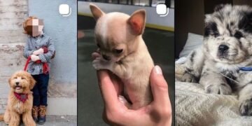 Alertan por venta de perritos en redes; denuncian enfermedades y posible documentación falsa