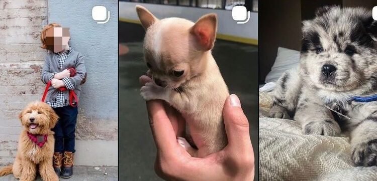 Alertan por venta de perritos en redes; denuncian enfermedades y posible documentación falsa