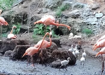¡Baby boom rosa! Animaya recibe a seis nuevos flamencos