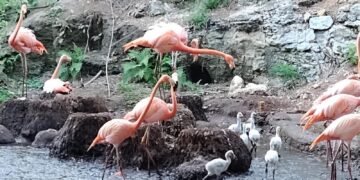 ¡Baby boom rosa! Animaya recibe a seis nuevos flamencos