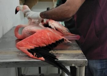 El rescate que conmovió a Progreso: un flamenco lucha por volver a volar
