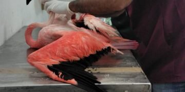 El rescate que conmovió a Progreso: un flamenco lucha por volver a volar