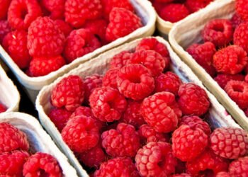 ¿Por qué están retirando del mercado arándanos y frutos rojos en EU?