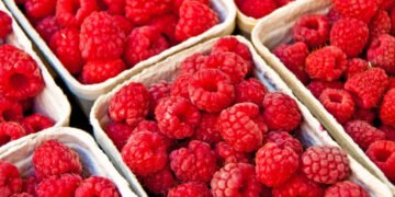 ¿Por qué están retirando del mercado arándanos y frutos rojos en EU?