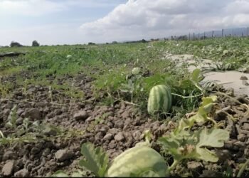 ¿Buenas noticias para el campo? Las lluvias alejan el riesgo de sequía