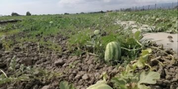 ¿Buenas noticias para el campo? Las lluvias alejan el riesgo de sequía