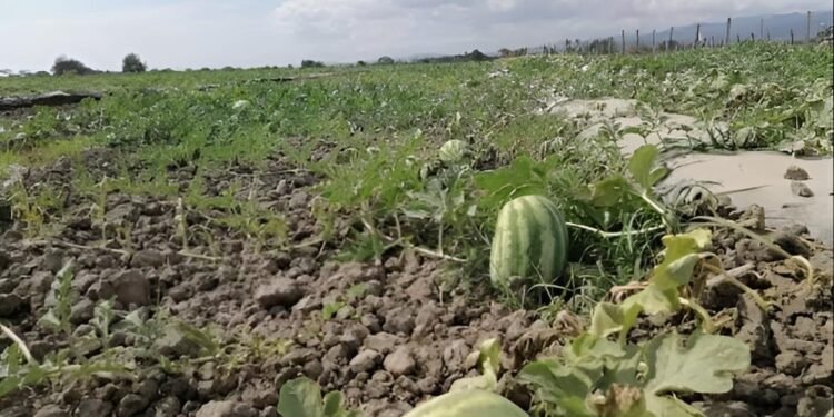 ¿Buenas noticias para el campo? Las lluvias alejan el riesgo de sequía