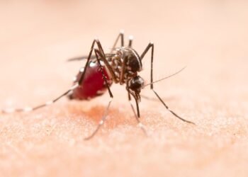Detectan malaria en turista que viajó a Guadalajara por el Mundial: ¿hay riesgo?