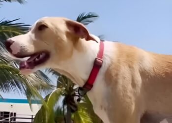Adiós a “Manchas”, el héroe de cuatro patas que cuidó los nidos de tortuga