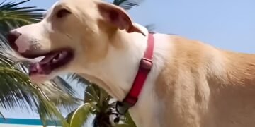Adiós a “Manchas”, el héroe de cuatro patas que cuidó los nidos de tortuga