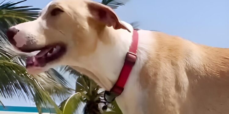 Adiós a “Manchas”, el héroe de cuatro patas que cuidó los nidos de tortuga