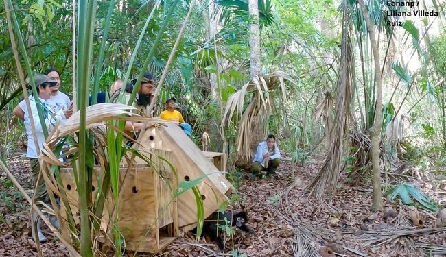 ¿Sabías quiénes son los “jardineros del bosque”? Así regresaron a la naturaleza