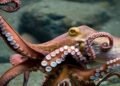 ¿El pulpo maya conquistará China y Rusia? Yucatán va por nuevos mercados