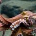 ¿El pulpo maya conquistará China y Rusia? Yucatán va por nuevos mercados