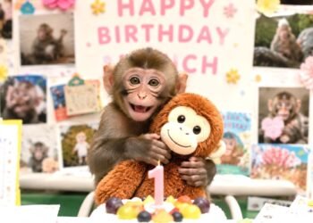 ¡Punch ya cumplió un año! El monito más querido de internet recibió cartas y una emotiva fiesta en Japón