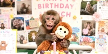 ¡Punch ya cumplió un año! El monito más querido de internet recibió cartas y una emotiva fiesta en Japón