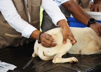 ¿Tu mascota ya está vacunada? Yucatán busca mantener la rabia en cero