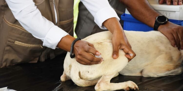 ¿Tu mascota ya está vacunada? Yucatán busca mantener la rabia en cero