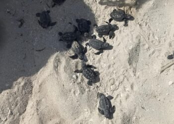 ¿Qué harías si encontraras un nido de tortugas? Así salvaron a 79 crías