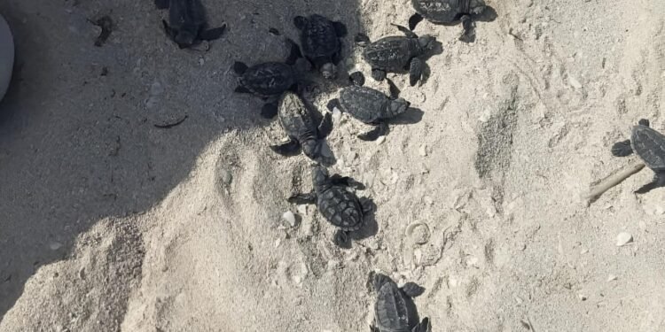 ¿Qué harías si encontraras un nido de tortugas? Así salvaron a 79 crías