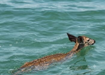 ¡Increíble rescate! Así salvaron a un venado cola blanca perdido en altamar