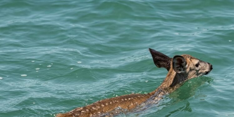 ¡Increíble rescate! Así salvaron a un venado cola blanca perdido en altamar