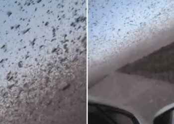 Invasión desde el aire: langostas cubren Daguestán y devoran sus cultivos