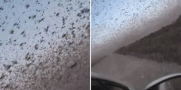Invasión desde el aire: langostas cubren Daguestán y devoran sus cultivos