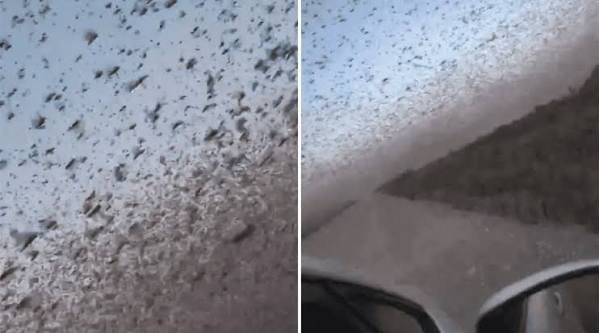 Invasión desde el aire: langostas cubren Daguestán y devoran sus cultivos