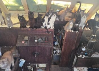 Rescate insólito en Washington: más de 30 gatos vivían dentro de un barco abandonado