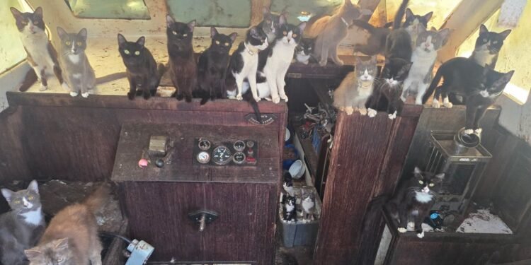 Rescate insólito en Washington: más de 30 gatos vivían dentro de un barco abandonado