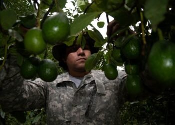 México blinda ruta del aguacate para reactivar exportaciones a EU
