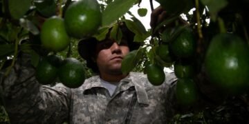 México blinda ruta del aguacate para reactivar exportaciones a EU