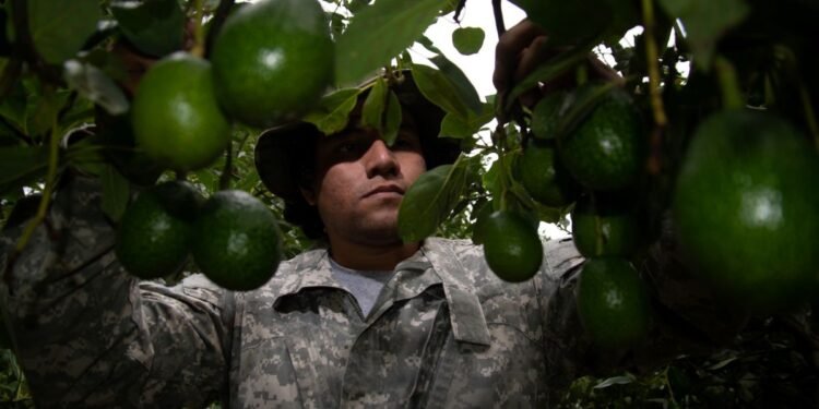 México blinda ruta del aguacate para reactivar exportaciones a EU