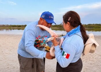 Anillan 147 flamencos en Yucatán; tres serán rastreados por satélite
