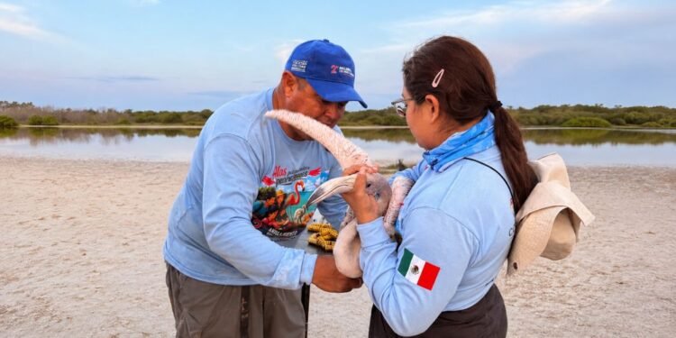 Anillan 147 flamencos en Yucatán; tres serán rastreados por satélite