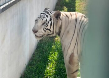 ¿Qué hacían ahí? Profepa identifica jaguares, hienas y monos araña tras cateo