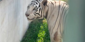 ¿Qué hacían ahí? Profepa identifica jaguares, hienas y monos araña tras cateo