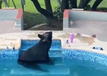 ¡Invitado sorpresa! Oso negro irrumpe en una fiesta y se refresca en la alberca