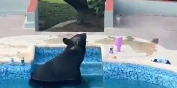 ¡Invitado sorpresa! Oso negro irrumpe en una fiesta y se refresca en la alberca
