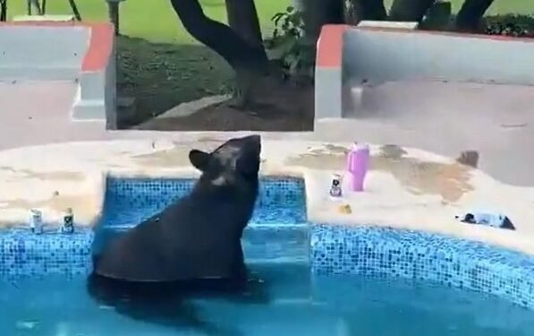 ¡Invitado sorpresa! Oso negro irrumpe en una fiesta y se refresca en la alberca
