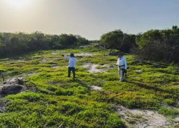Desmonte ilegal en Celestún: la Profepa asegura más de 130 hectáreas