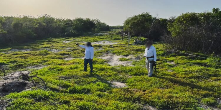 Desmonte ilegal en Celestún: la Profepa asegura más de 130 hectáreas