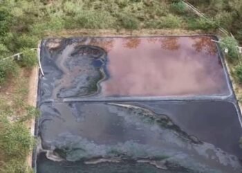 ONU señala riesgos para el Acuífero Maya por crecimiento de granjas porcinas