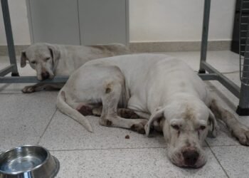 Ataque en la Bojórquez: juez decidirá si los perros regresan con su propietario