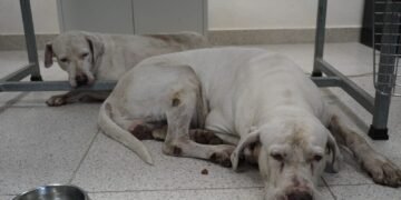 Ataque en la Bojórquez: juez decidirá si los perros regresan con su propietario