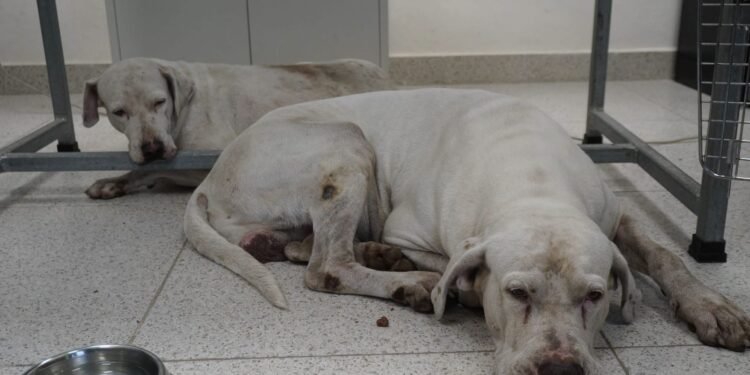 Ataque en la Bojórquez: juez decidirá si los perros regresan con su propietario